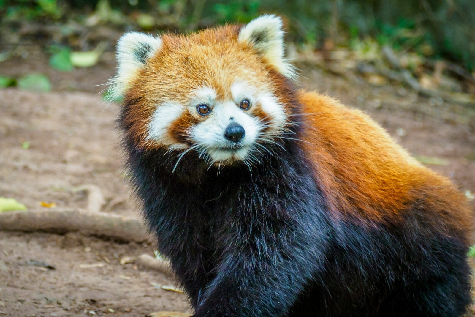 red-panda-sichuan